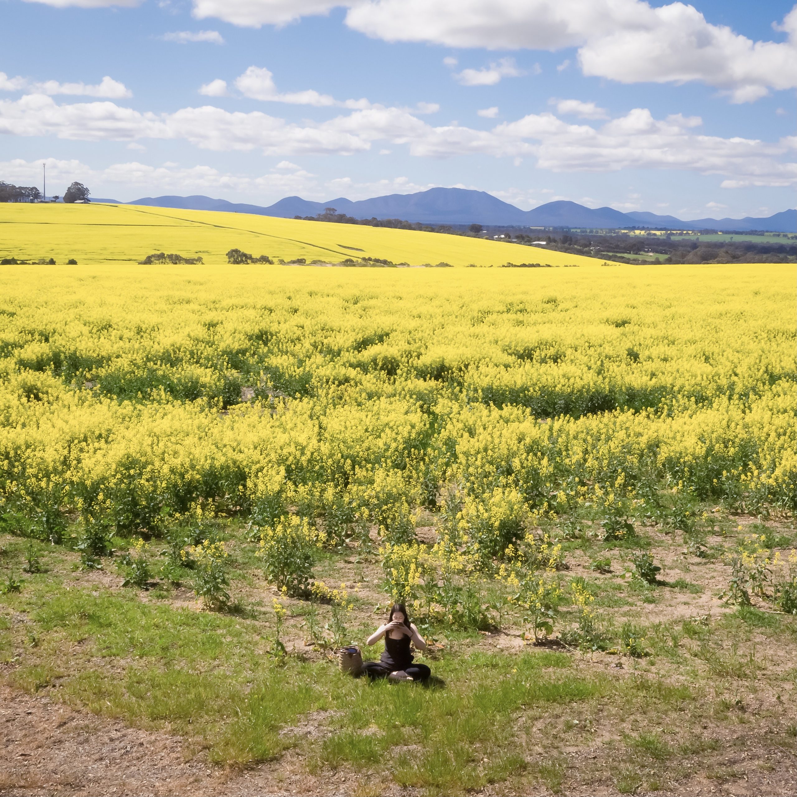 Person drinking Tea In A Canola Field